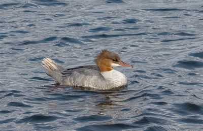 Goosander