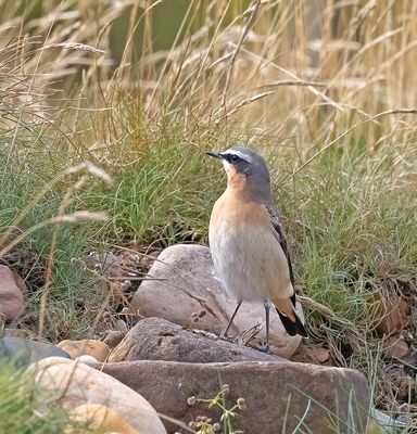 Wheatear 