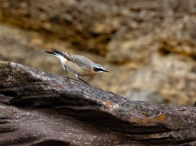 Wheatear