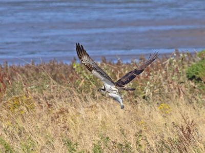 Osprey