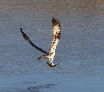 Osprey