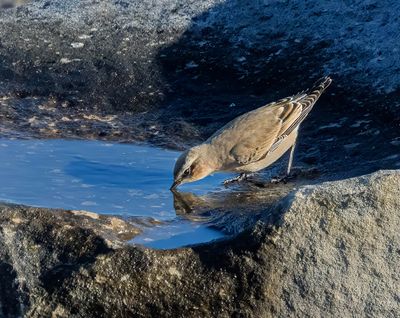 Wheatear