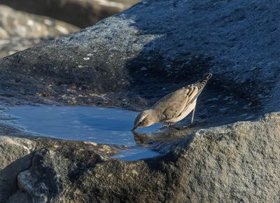 Wheatear