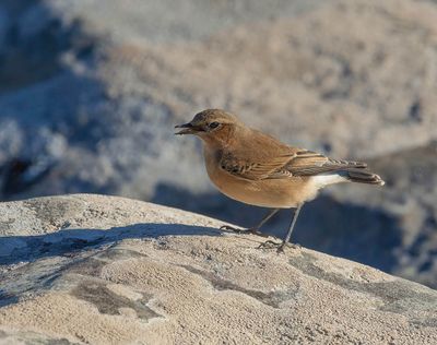 Wheatear
