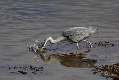 Grey Heron