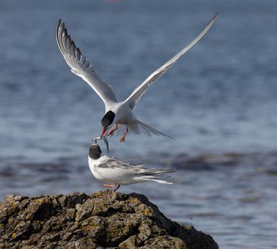 Common Tern