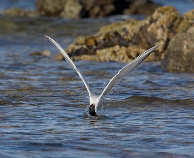 Common Tern