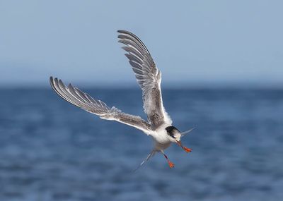 Common Tern (juvenile)