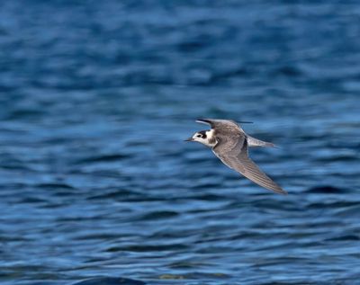 Black Tern (juvenile)