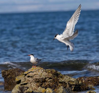 Sandwich Tern