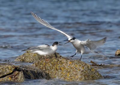 Common and Sandwich Tern