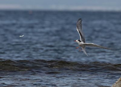 Common Tern
