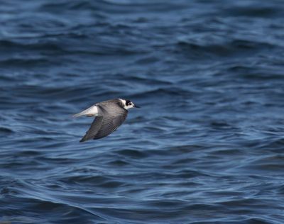 Black Tern (juvenile)