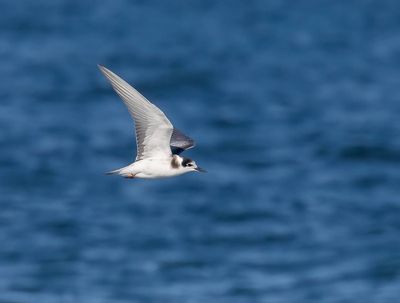 Black Tern (juvenile)
