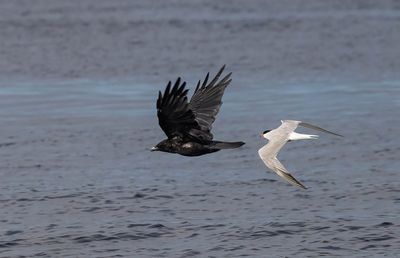 Common Tern pursuing Crow