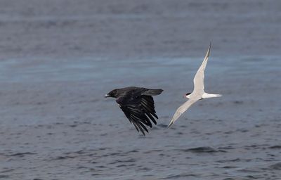 Common Tern pursuing Crow