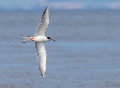 Common Tern