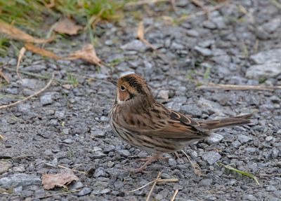 Little Bunting