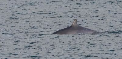 Minke Whale