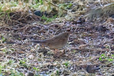 Lanceolated Warbler