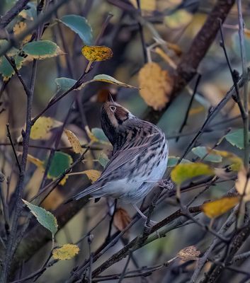 Little Bunting