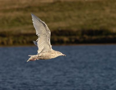 Glaucous Gull (3rd cy)