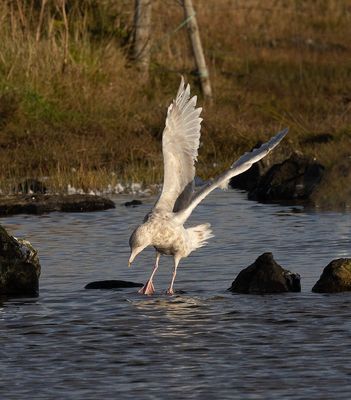 Glaucous Gull (3rd cy)