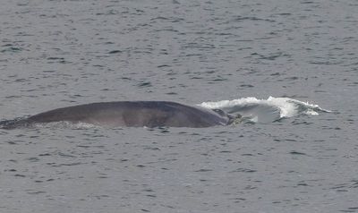 Minke Whale