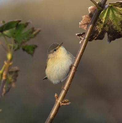 Willow Warbler
