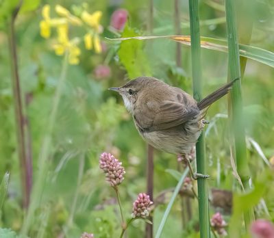 Paddyfield Warbler