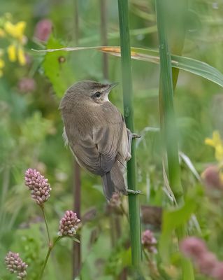 Paddyfield Warbler