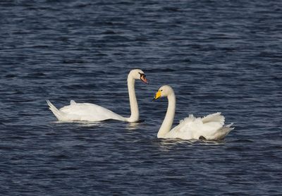 Whooper Swan (right) Mute Swan
