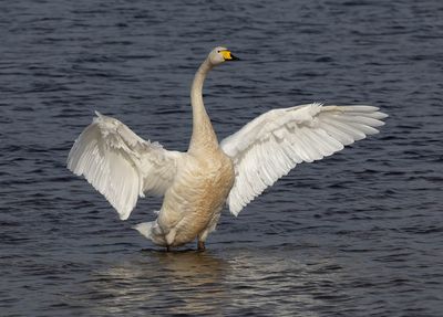 Whooper Swan