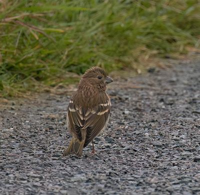 Rosefinch