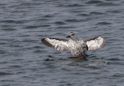Black Guillemot