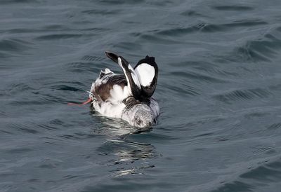 Black Guillemot