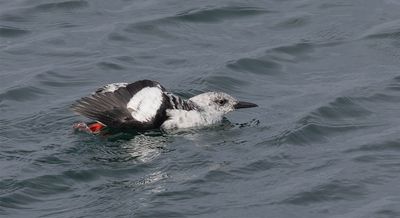 Black Guillemot