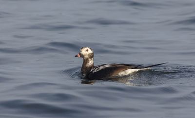 Long-tailed Duck (drake)