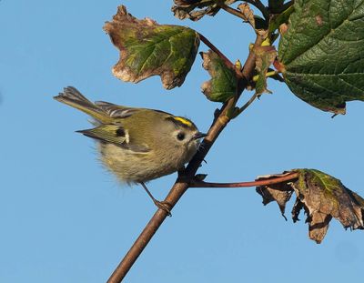 Goldcrest