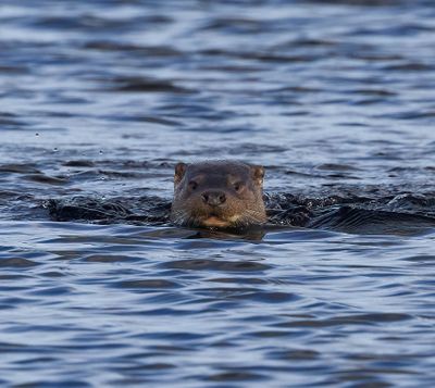 Otter