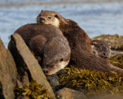 Otters