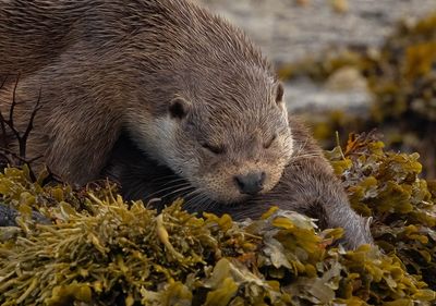 Otter