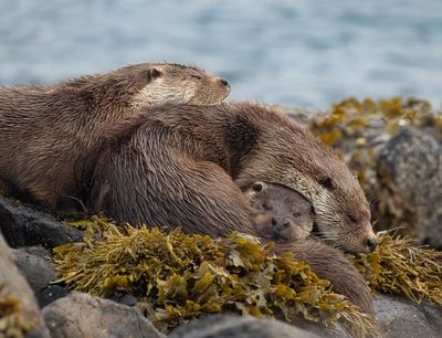 Otters