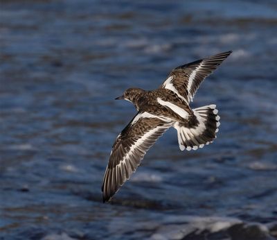 Turnstone