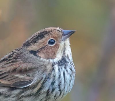 Little Bunting