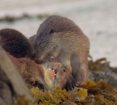 Otter cubs