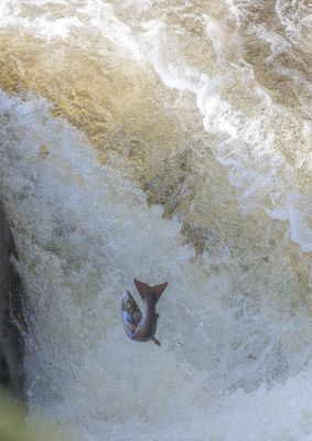Salmon