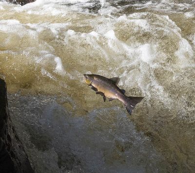 Salmon