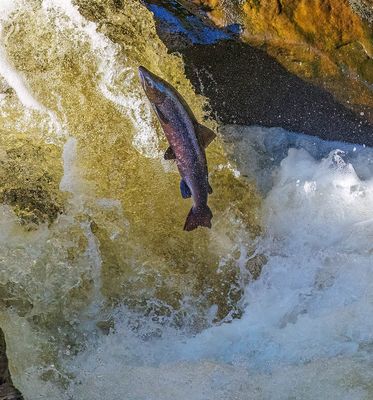 Salmon