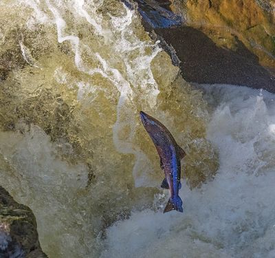 Salmon